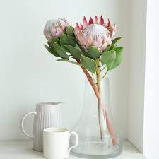 生花】キングプロテア(ピンク)60cm 【OR-83】 - 花材通販はなどんやアソシエ
