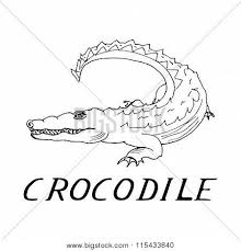 Learn how to draw a crocodile for kids easy and step by step. Hand Draw Crocodile Vector Photo Free Trial Bigstock