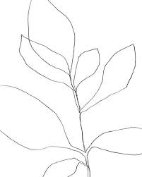 Black And White Line Drawing Prints Set Of 6 Framed Black And White Botanical Line Drawing Prints Etsy Botanical Line Drawing Unframed Art Prints Botanical Prints