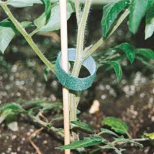 Collection by thredbarn • last updated 10 weeks ago. Quick Ties Velcro Tape Garden And Tomato Supplies