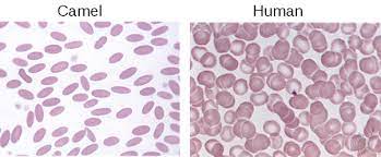Start studying red blood cell morphology. Picture Of A Camel S Red Blood Cells Biology Stack Exchange