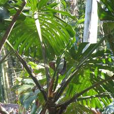 Maybe you would like to learn more about one of these? Fruit Salad Plant Monstera Deliciosa Qpic
