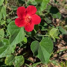 Image result for Clappertonia ficifolia