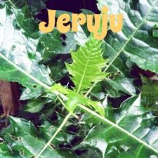 Cara bertani senarai pokok herba di kbr update august 2015. Pokok Jeruju Jemuju Saintifik Acanthus Ilicifolius L Pokok Herba Renek Pelbagai Khasiatnya Shopee Malaysia