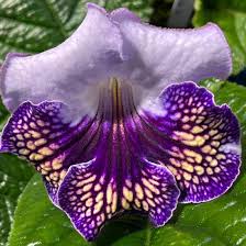 Image result for Streptocarpus
