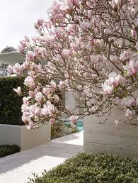 Image result for magnolia soulangeana