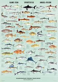 Game Fish Poster