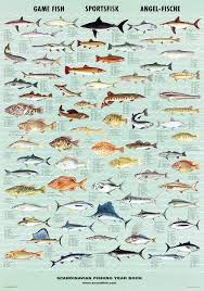 Game Fish Poster