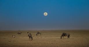 It is possible to that this individual may need to find a job of their own to take their focus off of you. The Moon Has Power Over Animals Science News For Students