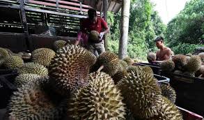 Located at the southwest of penang island. Peniaga Durian Balik Pulau Jangka Buah Banyak Murah
