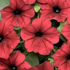Tidal Wave Red Velour Trailing Petunia Petunia Plant Petunias Petunia Flower