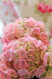 Aiken House Gardens Spring Time Afternoon Tea Beautiful Flowers Beautiful Hydrangeas Flowers