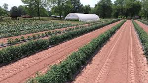 All louisiana hotels louisiana hotel deals last minute hotels in louisiana by hotel type. Anderson S Produce Plant Farm Fresh Fruit Vegetables In Coushatta La