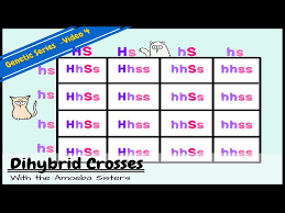 We want to answer this question in a. Dihybrid And Two Trait Crosses Youtube