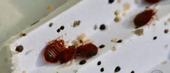 Image result for bed bugs droppings