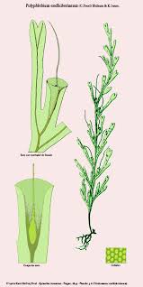 Image result for Polyphlebium