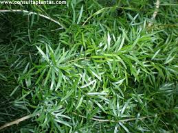 Image result for Asparagus falcatus