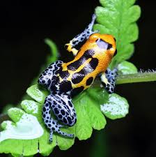 Love Frogs Poison Arrow Frog Ranitomeya Imitator Jeberos Dart Frog Poison Dart Frogs Amazing Frog