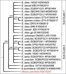 Image result for Embelia xylocarpa