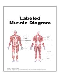 Link to pt program exercise templates. Labeled Muscle Diagram Chart Free Download