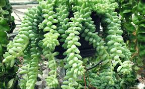 Le piante a prova di pollice nero e di intemperie, perfette per avere il giardino o. Pianta Grassa Pendente Ideali Per Interni Ed Esterni