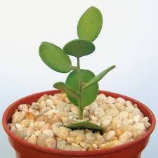 Learn how to help yours thrive! 17 Most Underexposed And Underrated Plants 2019 The Strategist