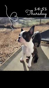 Big Rock Boston Terriers