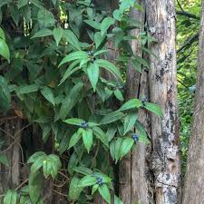 Geissblatt Immergrun Kletterpflanzen Winterhart Pflanzen