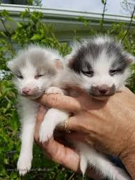 Marble Fox Cute Animals Fluffy Animals Animals Beautiful