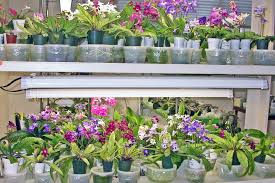 Image result for Streptocarpus goetzei