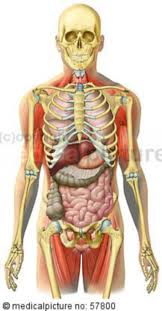Abdominal and pelvic anatomy encompasses the anatomy of all structures of the abdominal and pelvic cavities. Anatomical Illustrations Skeleton With Pectoral Abdominal Pelvic Intestines And Skeletal Muscles Doccheck