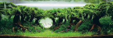 Know the basics of aquascaping. Thread By Aizadfahmy Oleh Kerana Ramai Yang Minta Saya Buat Tutorial Untuk Aquascaping Semalam Saya Penuhi Permintaan Kawan Kawan Pagi Ni Mesti Ramai Yang Tert