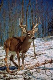 Pin By Cody Hodges On Hunting Whitetail Deer Whitetail Deer Pictures Big Deer