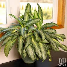 Maybe you would like to learn more about one of these? Chinese Evergreen Better Homes Gardens