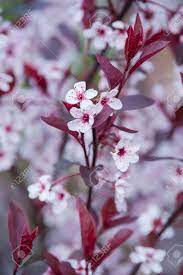 Many wild cherry trees with many large flowers suitable for cherry blossom viewing. A Garden Tree With Dark Red Leaves And White Stpring Flowers Stock Photo Picture And Royalty Free Image Image 27948582