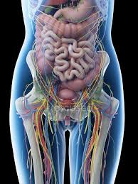 Thank you for visit anatomynote.com. Female Abdominal Anatomy And Internal Organs Computer Illustration Medicine Digital Stock Photo 308621952