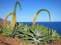 Image result for Agave