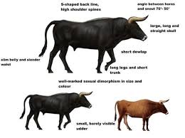 Will Aurochs A Cattle Species Found In Ancient Cave Paintings Be Resurrected Cattle Cow Skeleton Animals For Kids