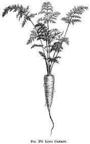 Garden Carrots Free Vintage Clip Art Clip Art Vintage Botanical Illustration Black And White Vegetable Illustration