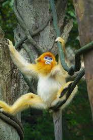 ganref 孫悟空 動物 可愛すぎる動物 哺乳類