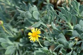 Image result for Hertia