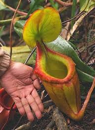 أغرب النباتات في العالم Insect Eating Plants Plants Weird Plants