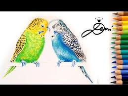 Wellensittiche Zeichnen Vogel Malen How To Draw A Budgerigar Bird Kak Se Risuva Papagalche Youtube Vogel Zeichnen Vogel Malen Kunstzeichnungen