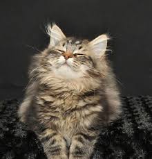 Forest Star Siberians Happy Healthy Kittens With Champion Bloodlines Our Cats Catsandkittens Cats Cute Animals Beautiful Cats