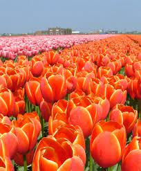 Tulip World S Favorite This Award Winning Gleaming Powerhouse Has Strong Huge Tomato Red Flowers With Golden Yellow Petal Bulb Flowers Tulips Tulips Flowers