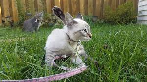 In addition to that, it is not if you have allergies, they are also a good choice because they do not shed as much as other cats. Siamese Lynx Point The Famously Affectionate Cat The Pet Guide Home