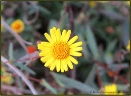 Image result for Pentanema indicum