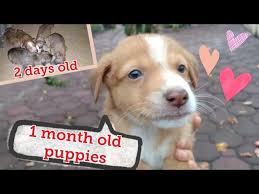 Maybe you would like to learn more about one of these? 1 Month Old Aspin Puppies Ang Cute Nila Myra Mica Youtube