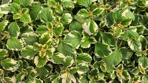 Native to south africa and australia rather than sweden, where it was first popularized, swedish ivy is more closely related to mint than ivy. Swedish Ivy Variegated Premier Growers Inc