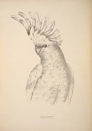 Cockatoo Cacatoes Painting Peinture